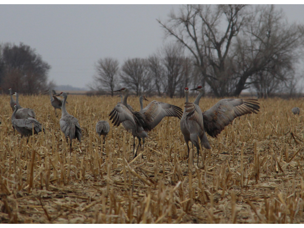 Cranes fluttering wings in cornfield